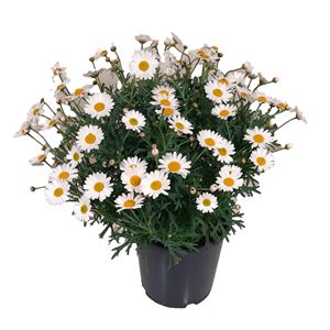 Afbeelding van Argyranthemum 19cm Struik Wit